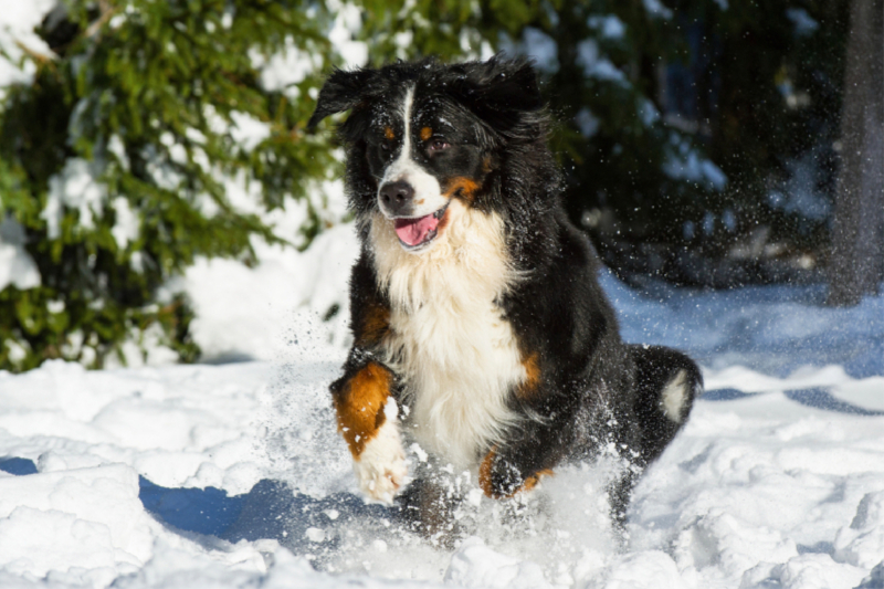 Berner Sennenhund im Schnee