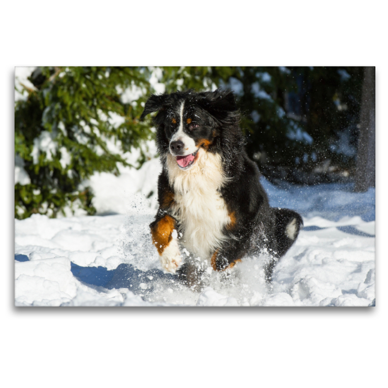 Berner Sennenhund im Schnee