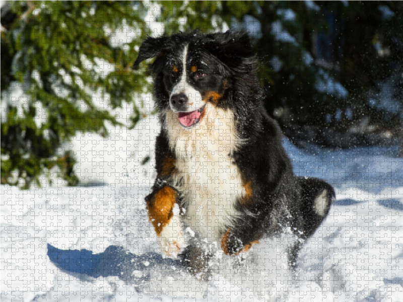 Berner Sennenhund im Schnee