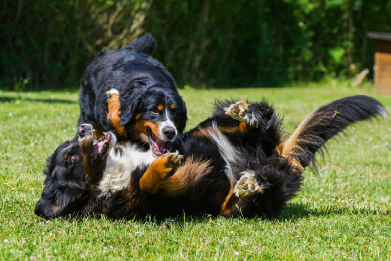 Berner Sennenhunde beim Spiel