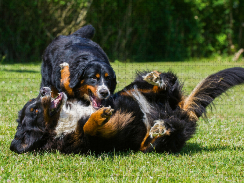 Berner Sennenhunde beim Spiel