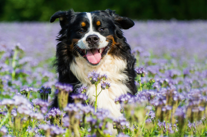 Traumhund Berner Sennenhund