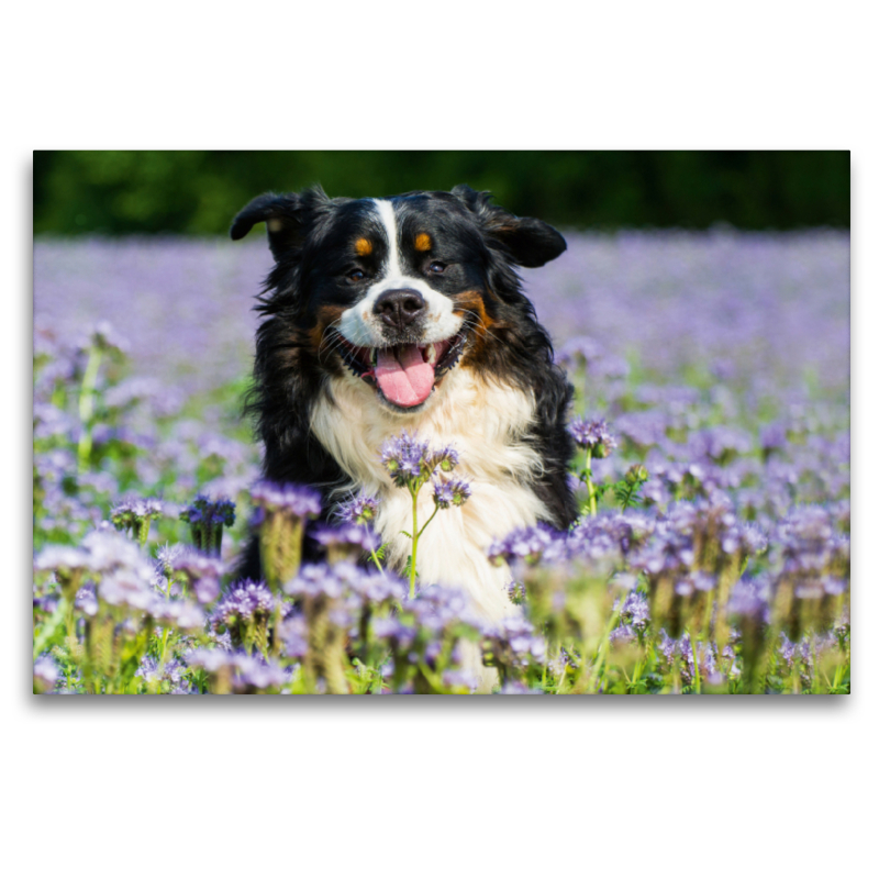 Traumhund Berner Sennenhund