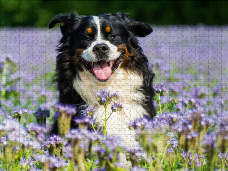 Traumhund Berner Sennenhund