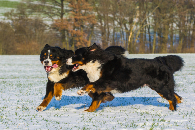 Winterfreuden mit Berner Sennenhunden