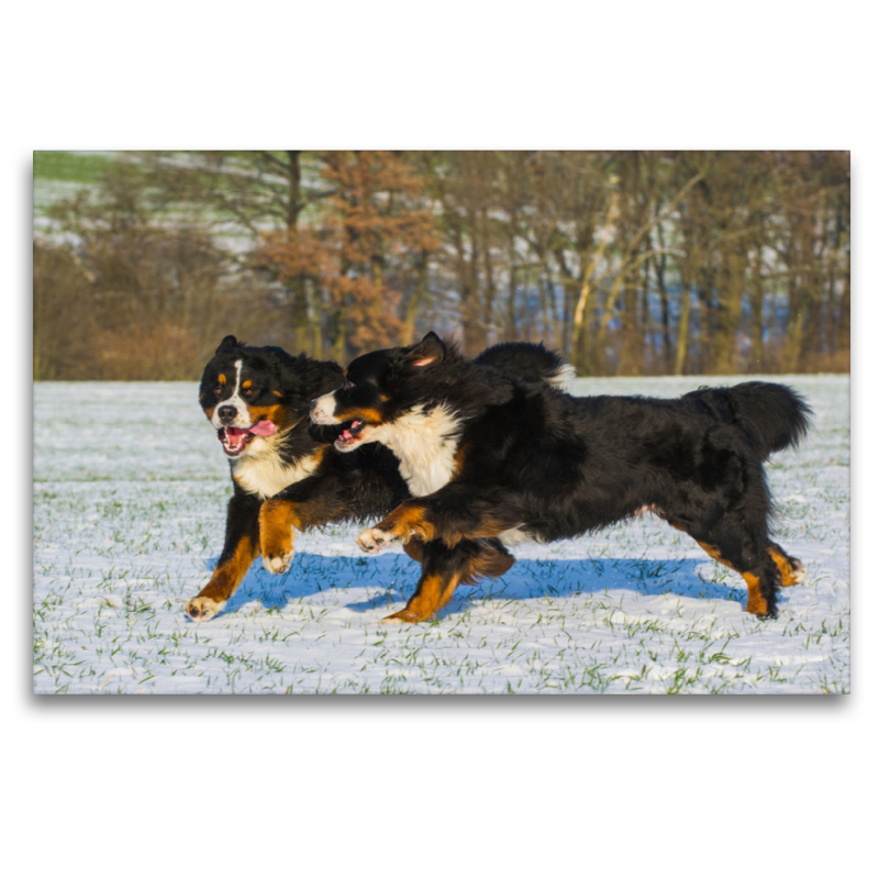 Winterfreuden mit Berner Sennenhunden