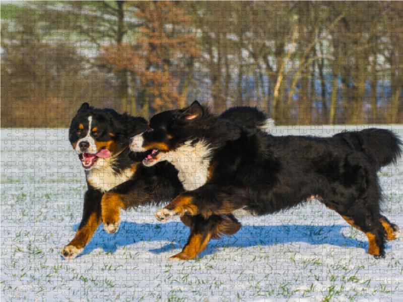 Winterfreuden mit Berner Sennenhunden