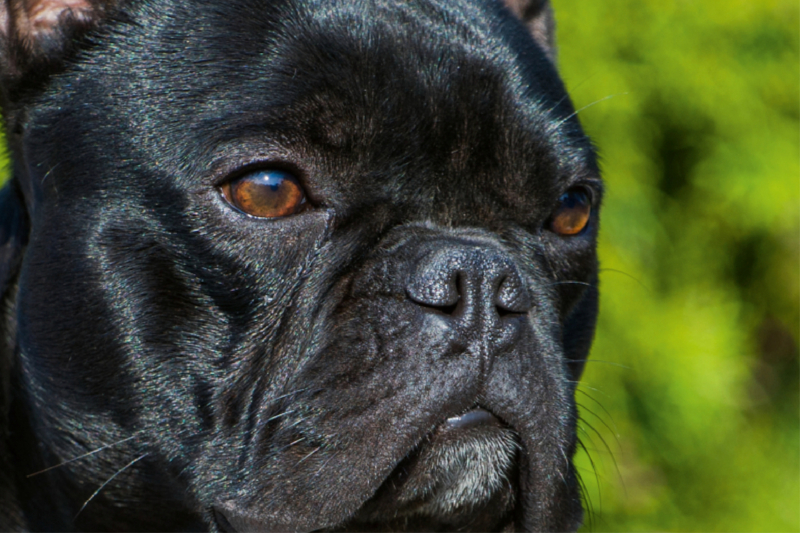 Französische Bulldogge