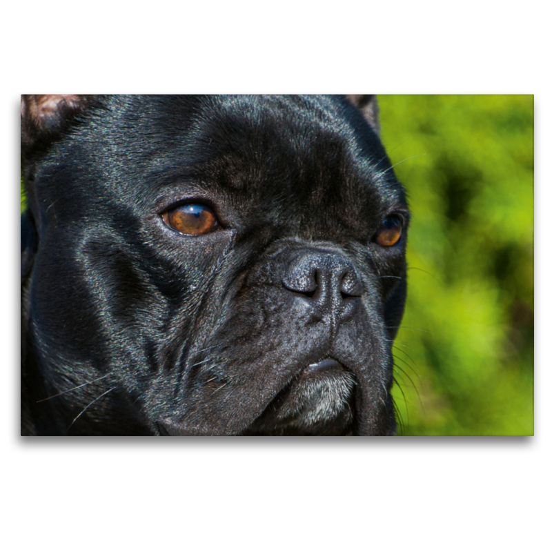 Französische Bulldogge