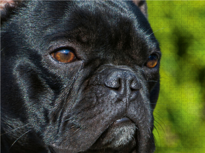 Französische Bulldogge