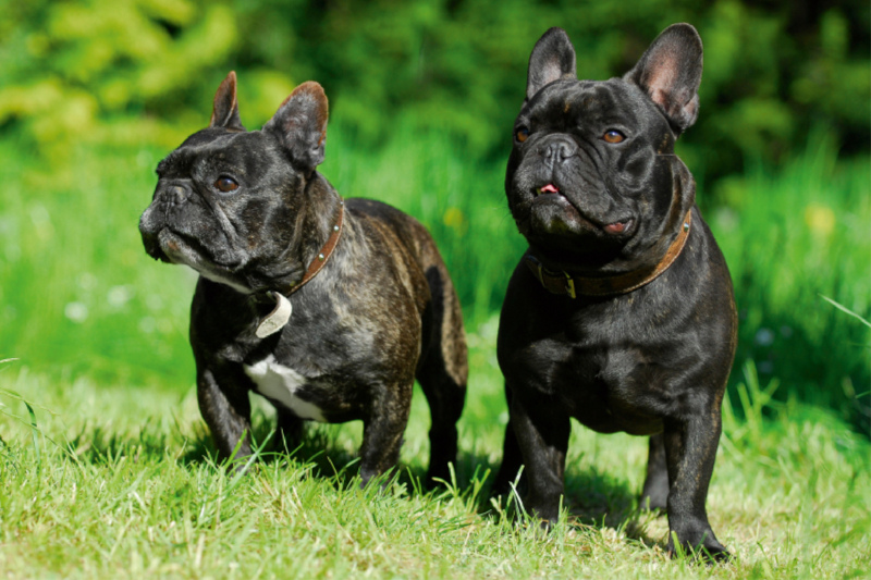 Französische Bulldogge Pärchen