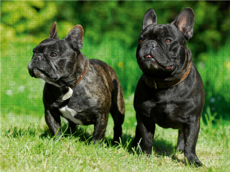 Französische Bulldogge Pärchen