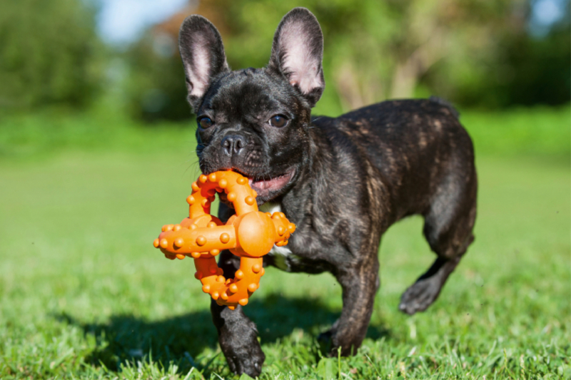 Französische Bulldogge Welpe