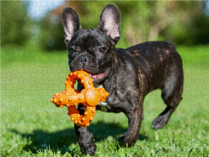 Französische Bulldogge Welpe