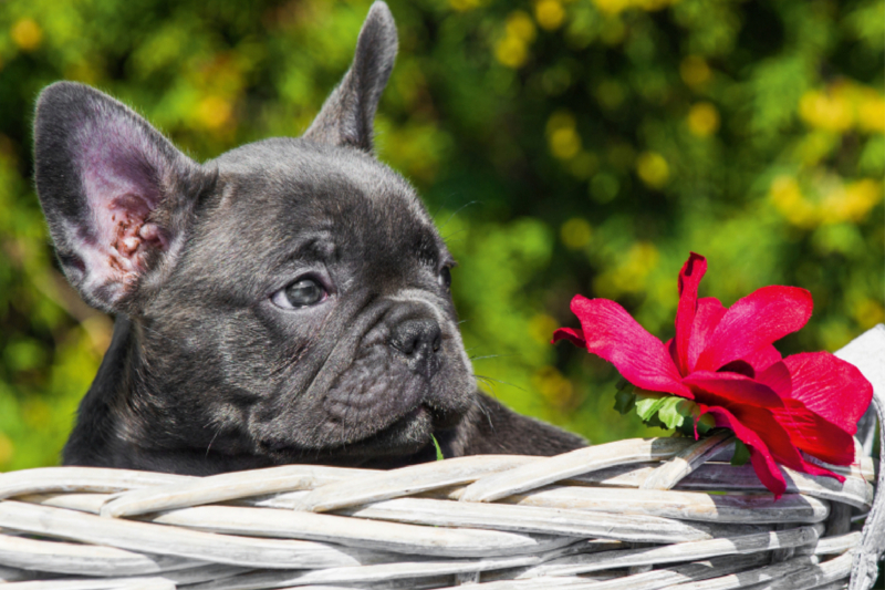 Französische Bulldogge Welpe