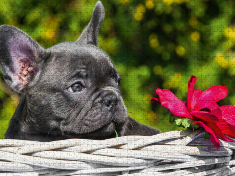 Französische Bulldogge Welpe