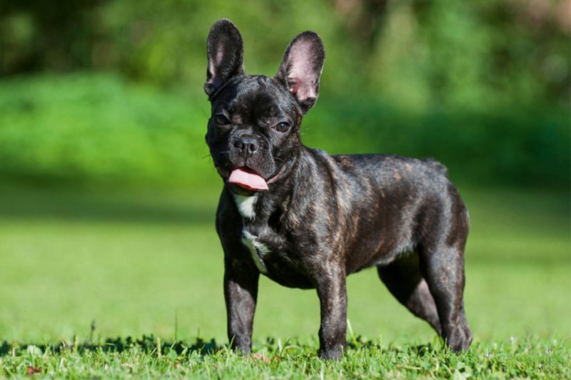 Französische Bulldogge Welpe auf der Wiese