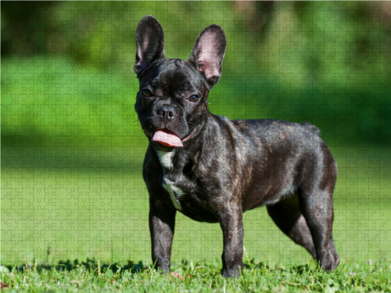 Französische Bulldogge Welpe auf der Wiese