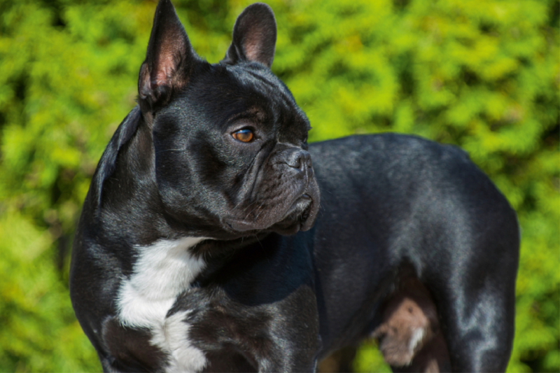 Traumhund Französische Bulldogge