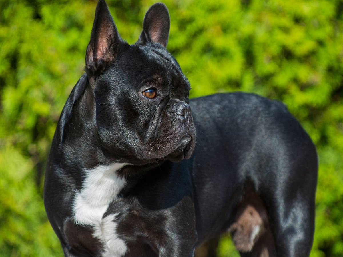 Traumhund Französische Bulldogge