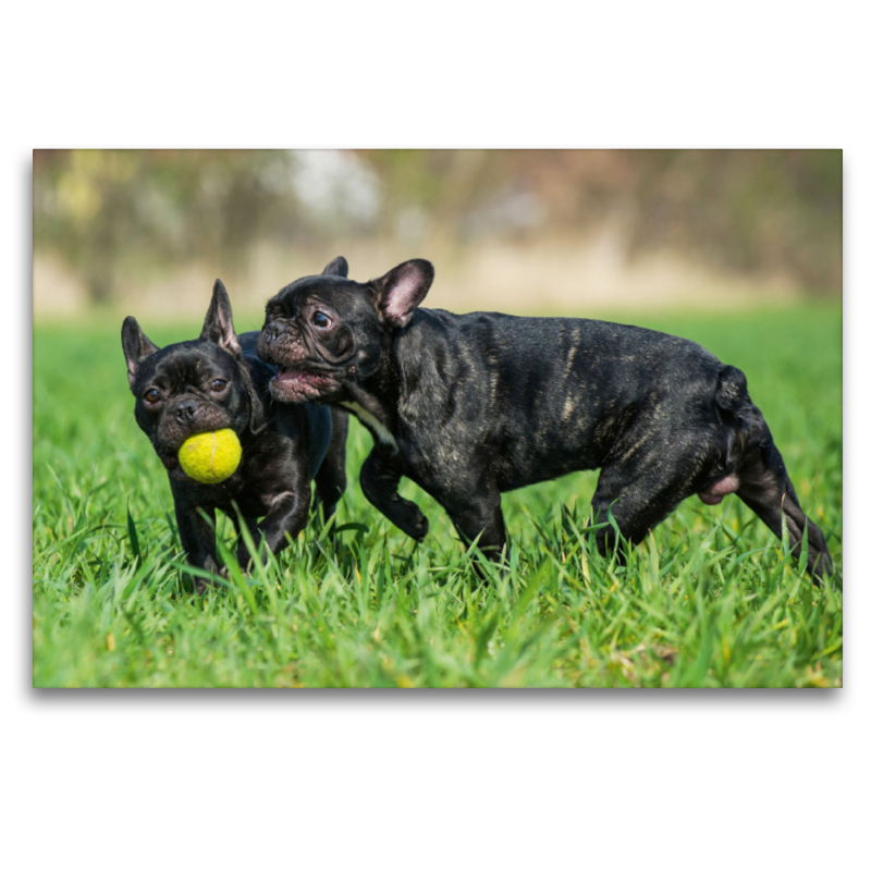 Französische Bulldogge - Welpen beim Spiel