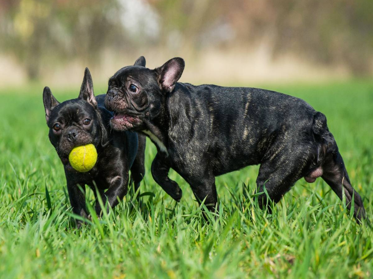 Französische Bulldogge - Welpen beim Spiel