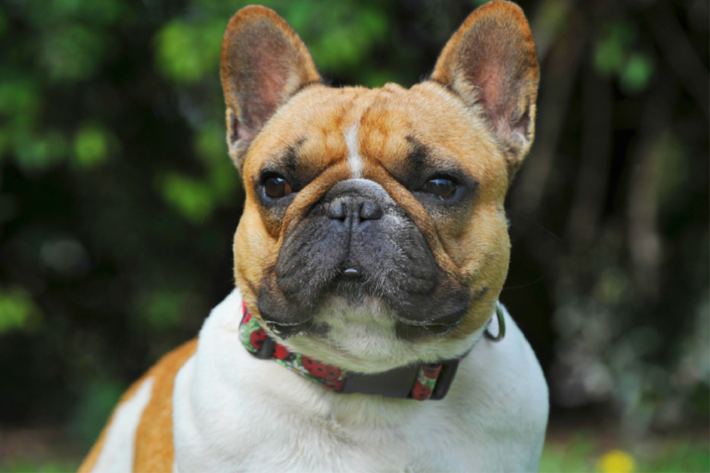 Französische Bulldogge - ein Freund für´s Leben