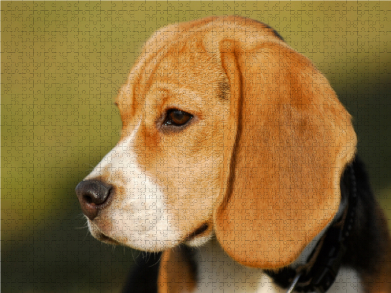 Beagle - ein Herz auf 4 Pfoten