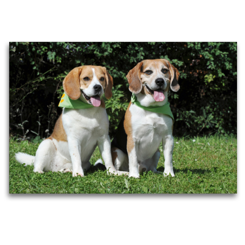 Beagle Pärchen