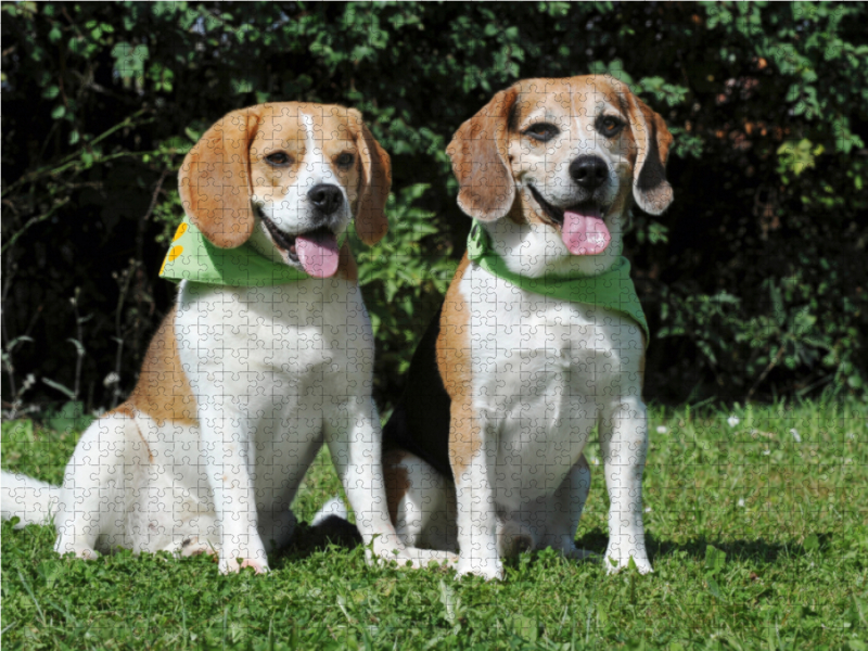 Beagle Pärchen