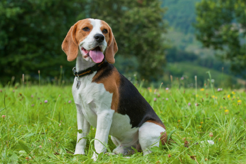 Traumhund Beagle