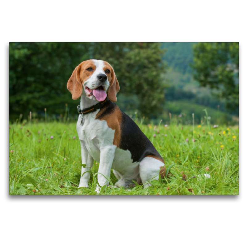 Traumhund Beagle