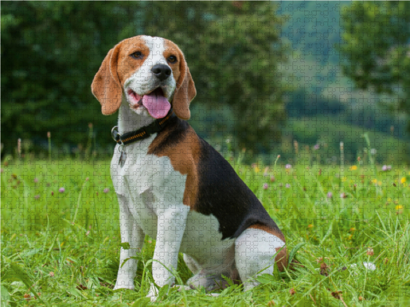 Traumhund Beagle