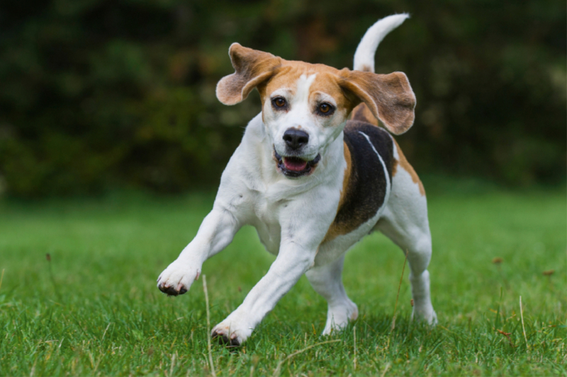 Beagle in Action