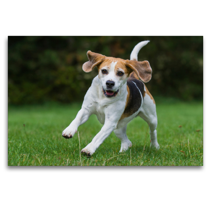 Beagle in Action