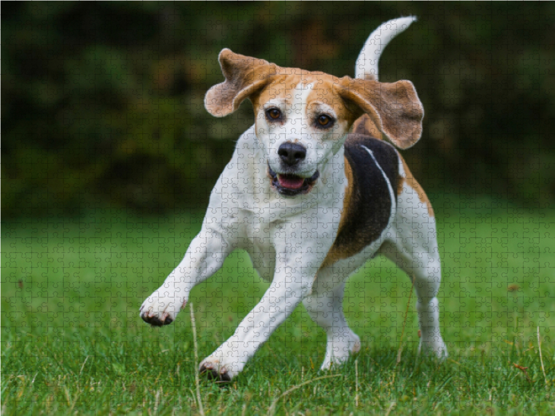 Beagle in Action