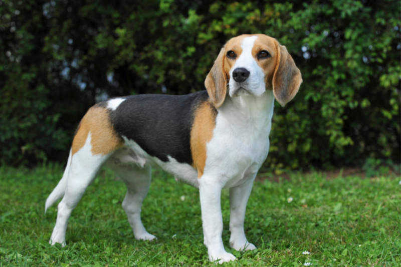 Beagle