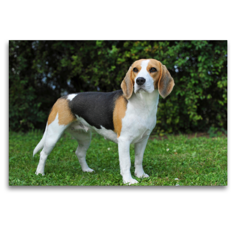 Beagle