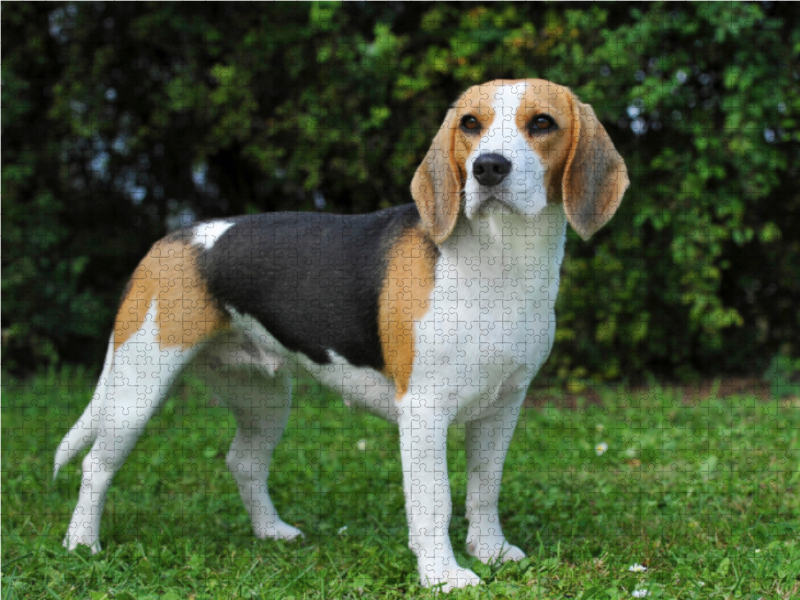 Beagle