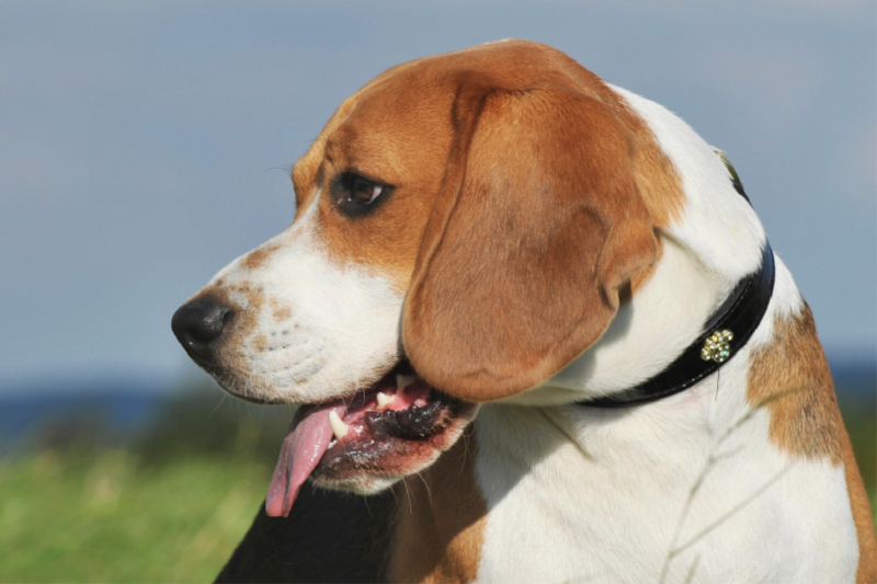 Beagle - Porträt eines Rüden