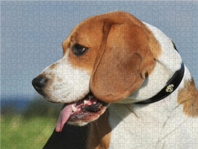 Beagle - Porträt eines Rüden