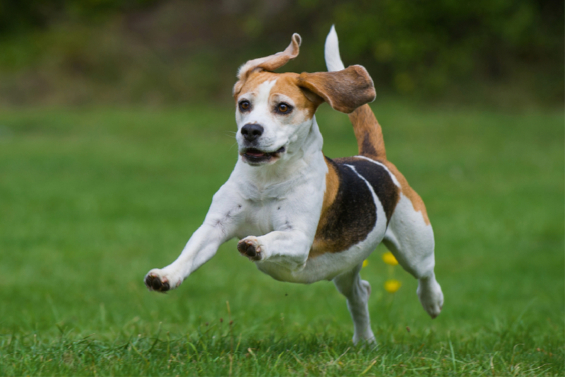 Beagle - Fliegende Ohren