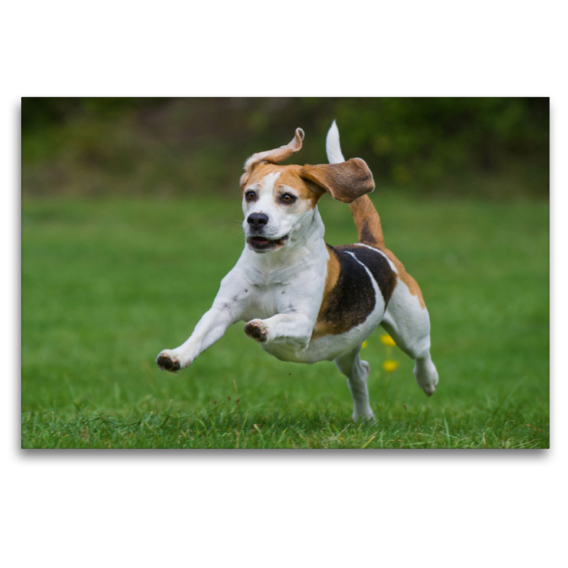 Beagle - Fliegende Ohren