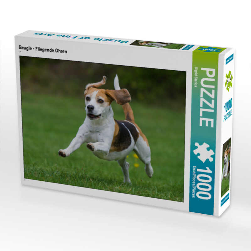 Beagle - Fliegende Ohren