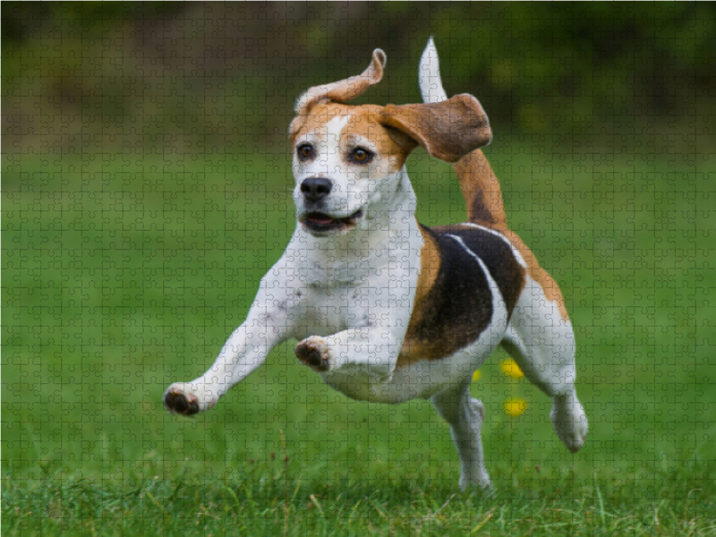 Beagle - Fliegende Ohren