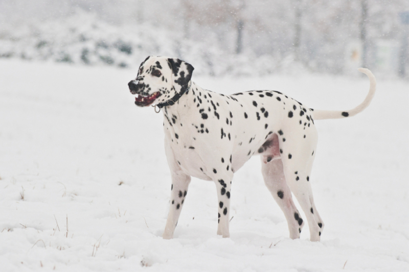 Dalmatiner im Schnee