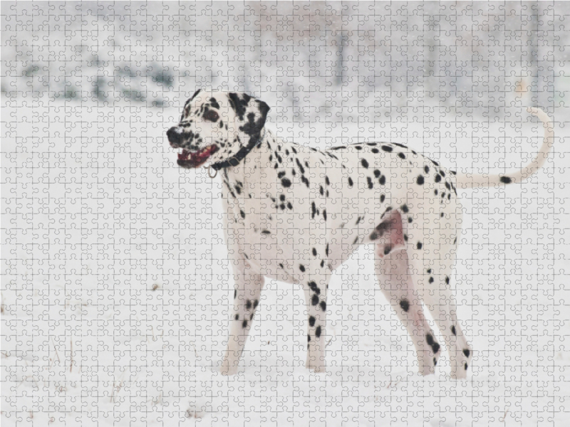 Dalmatiner im Schnee