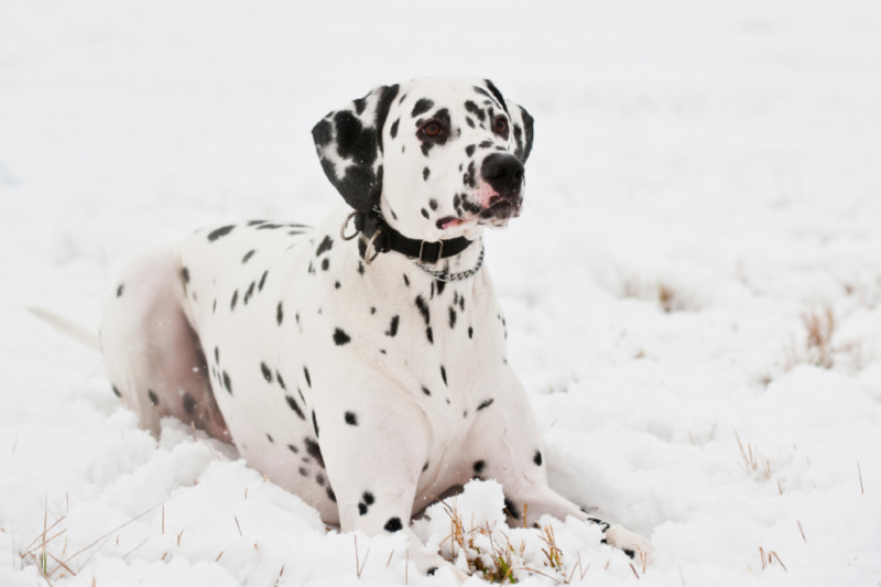 Dalmatiner im Winter