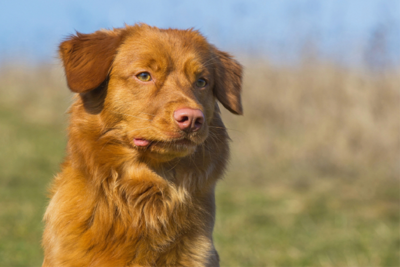 Nova Scotia Duck Tolling Retriever Porträt