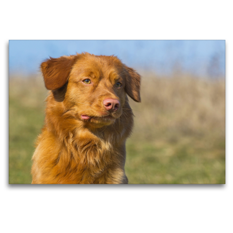 Nova Scotia Duck Tolling Retriever Porträt